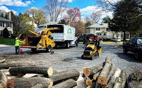 How Our Tree Care Process Works  in  Robertsdale, AL